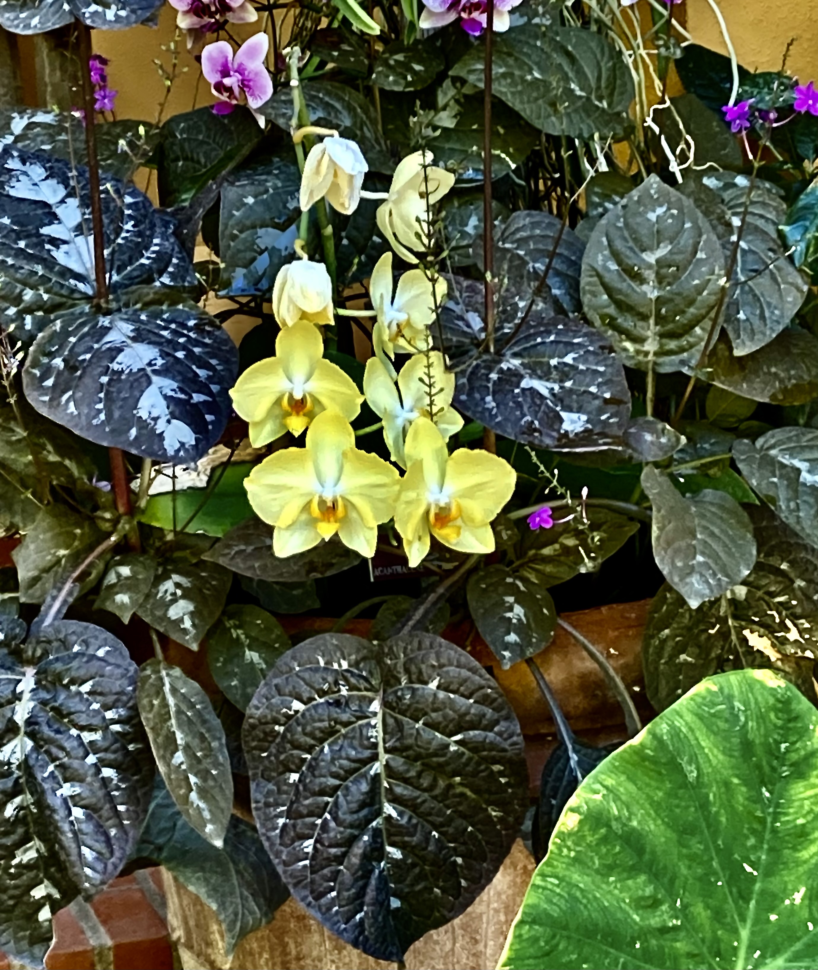 Yellow flowers